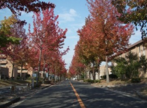 日本留学申请流程盘点